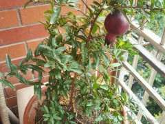 为什么我的墨石榴下山桩长不大了 图片