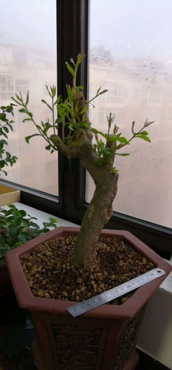 请教石榴下山桩上什么肥 氮肥如何 图片