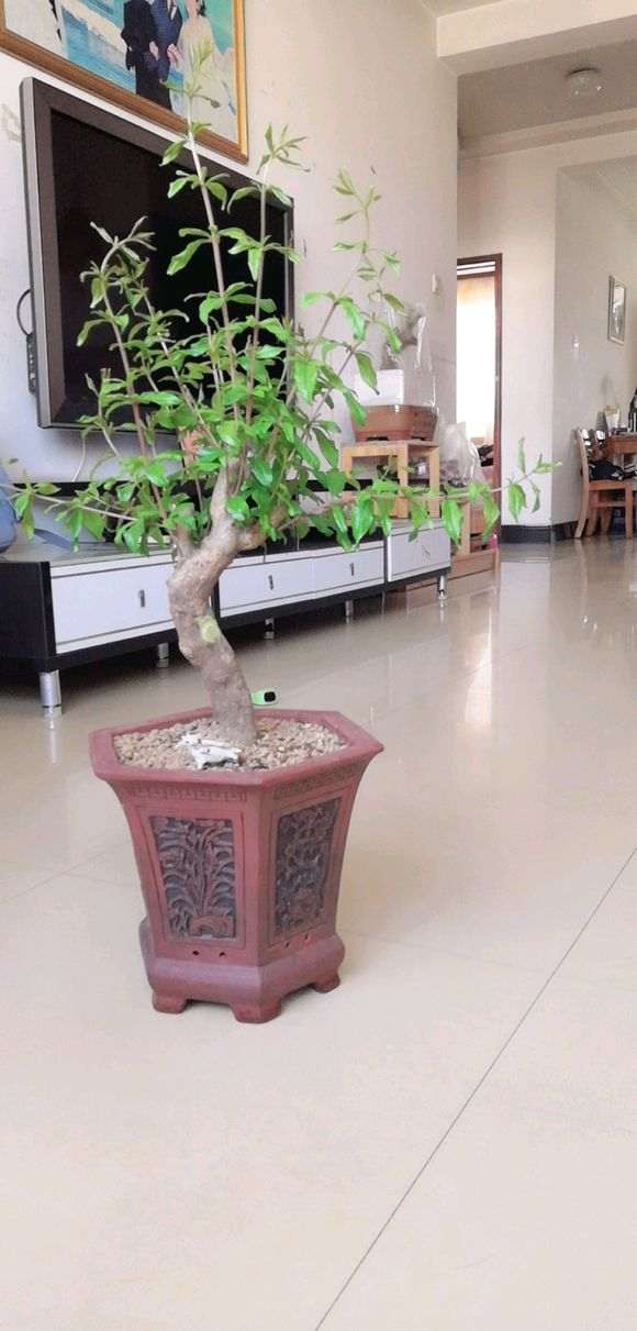 请教石榴下山桩上什么肥 氮肥如何 图片