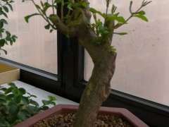 请教石榴下山桩上什么肥 氮肥如何 图片