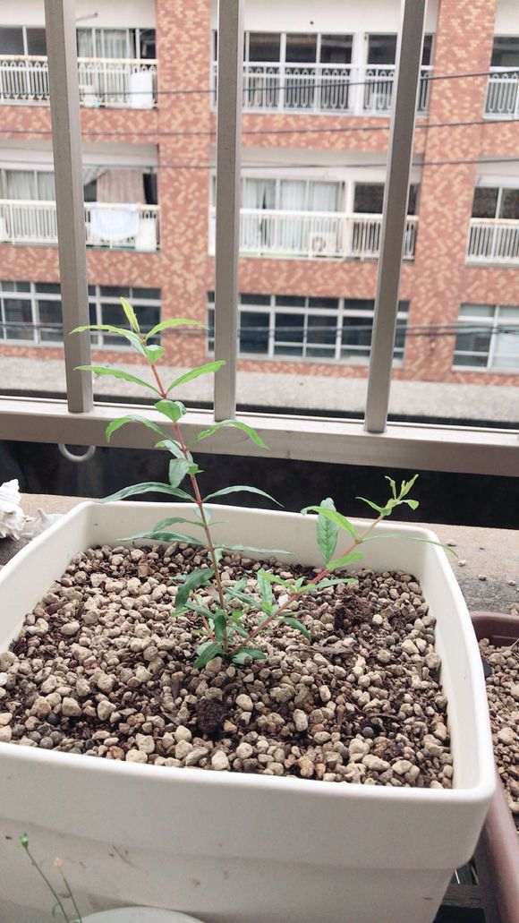 石榴下山桩苗长成这样正常吗 图片