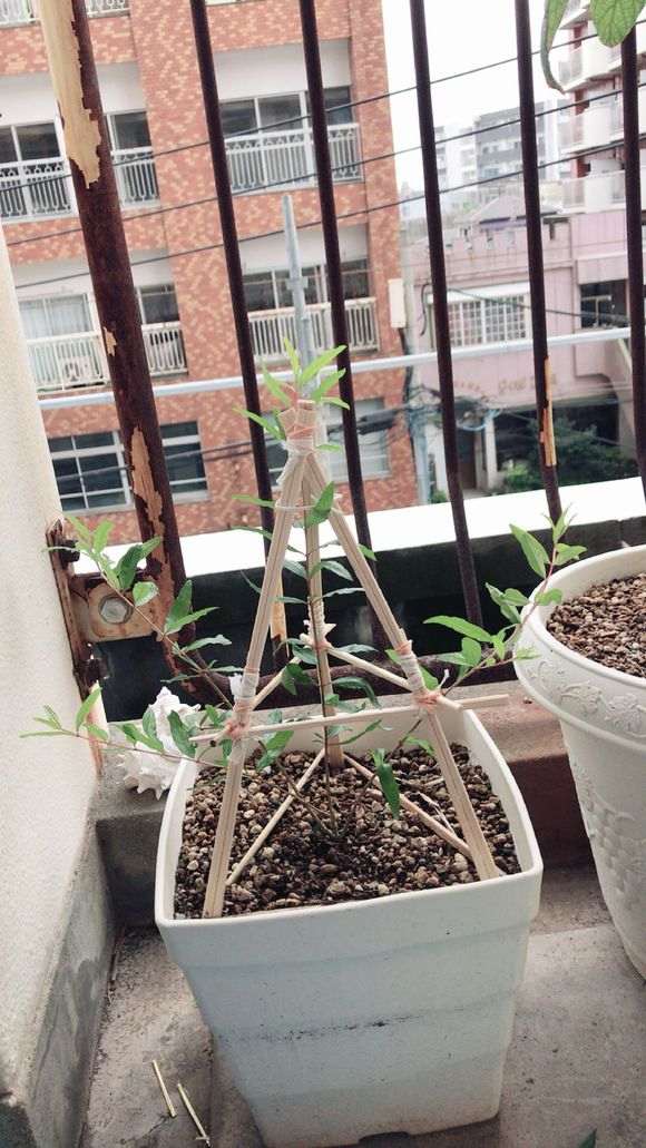 石榴下山桩苗长成这样正常吗 图片