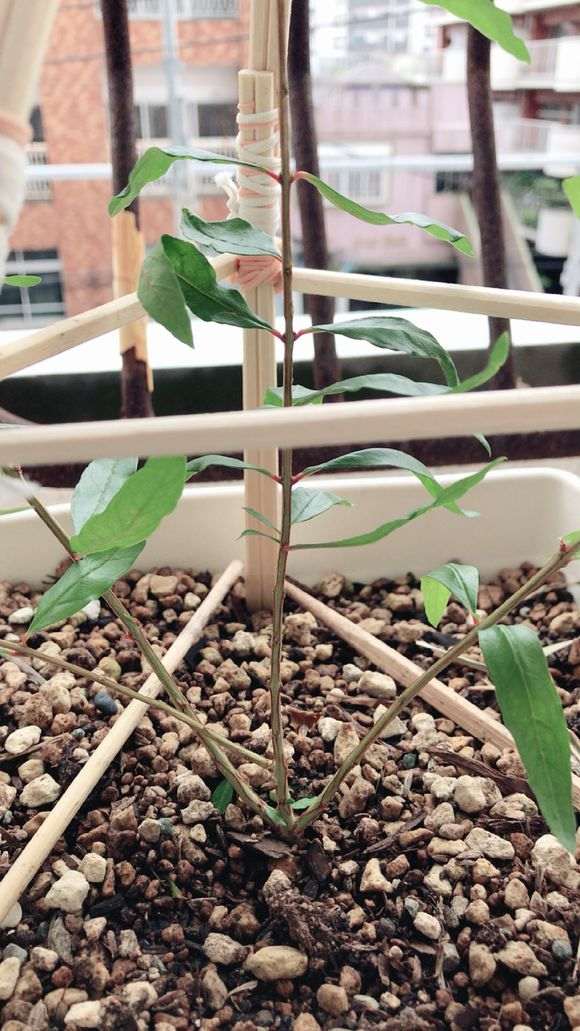 石榴下山桩苗长成这样正常吗 图片