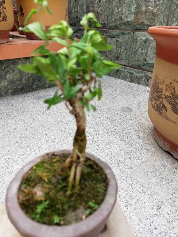 掌中宝小石榴下山桩怎么养护 图片