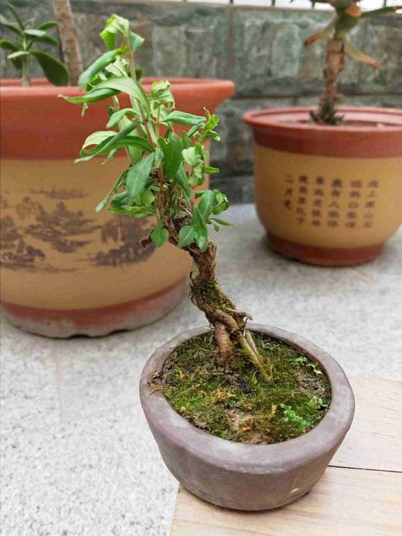 掌中宝小石榴下山桩怎么养护 图片