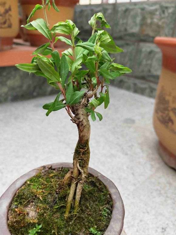 掌中宝小石榴下山桩怎么养护 图片