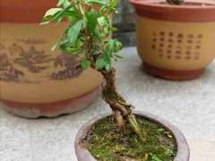 掌中宝小石榴下山桩怎么养护 图片