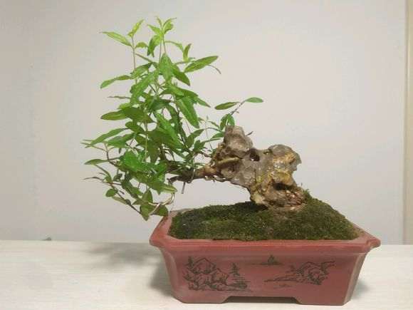 石榴下山桩能在阳光下暴晒吗 图片