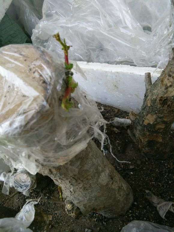 前段时间扦插的石榴下山桩来芽了 图片