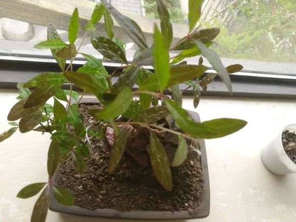 前段时间扦插的石榴下山桩来芽了 图片