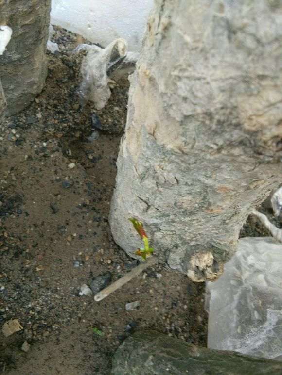 前段时间扦插的石榴下山桩来芽了 图片