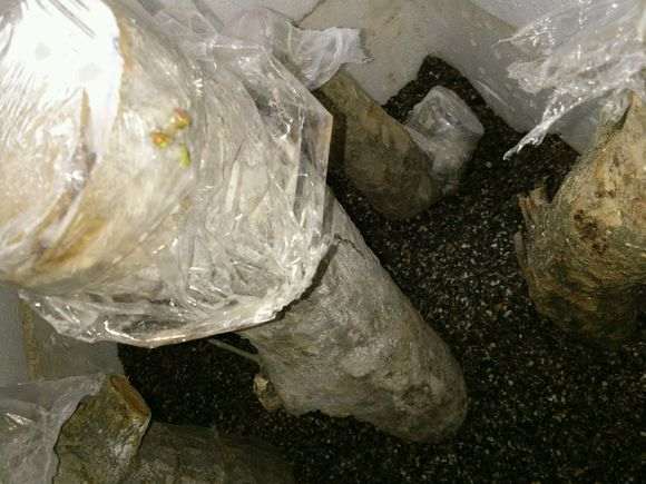 前段时间扦插的石榴下山桩来芽了 图片