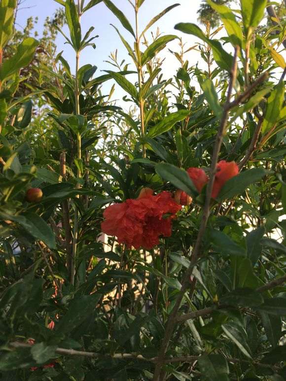 石榴下山桩现在扦插还活吗 想试试 图片