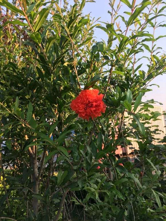 石榴下山桩现在扦插还活吗 想试试 图片