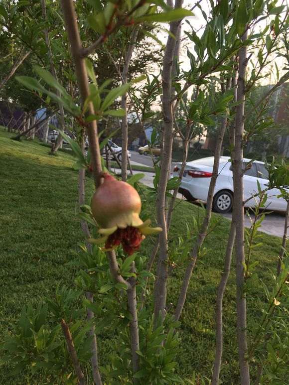 石榴下山桩现在扦插还活吗 想试试 图片