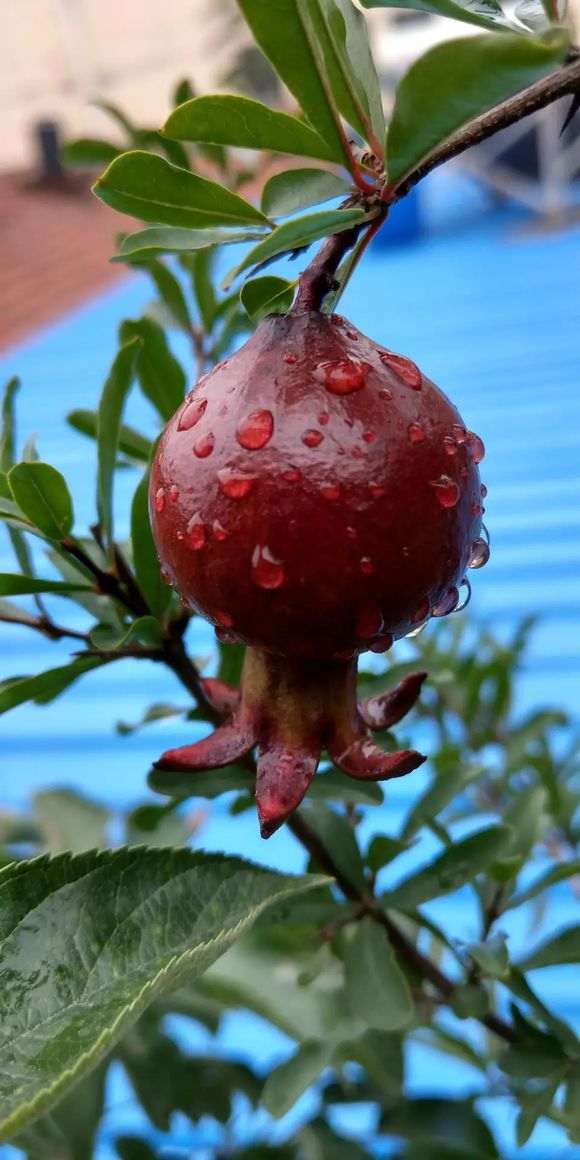 石榴下山桩现在扦插还活吗 想试试 图片