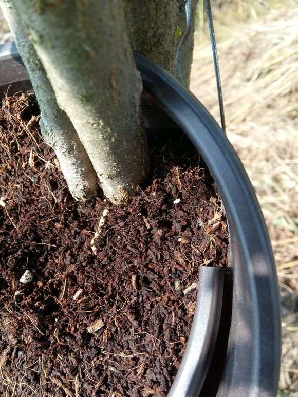 石榴下山桩高压一个月后怎么上盆 图片