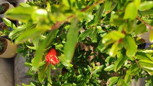 我的石榴下山桩怎么开的花全是这种 图片