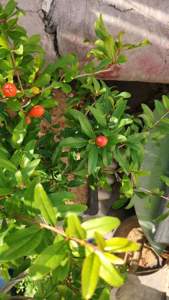 石榴下山桩开花没结果 怎么办 图片