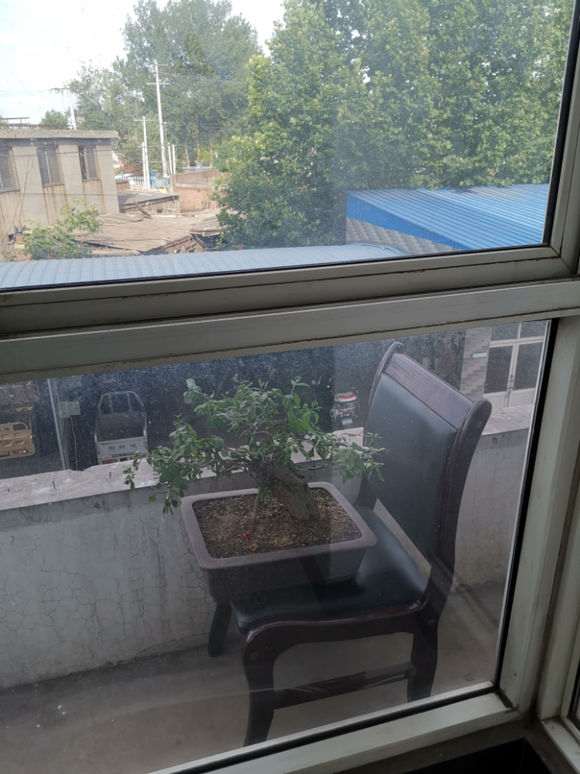 这个石榴下山桩 晒耷拉叶了 怎么办 图片