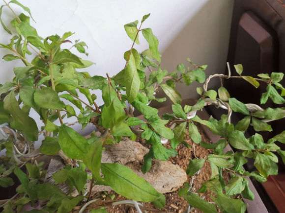 这个石榴下山桩 晒耷拉叶了 怎么办 图片