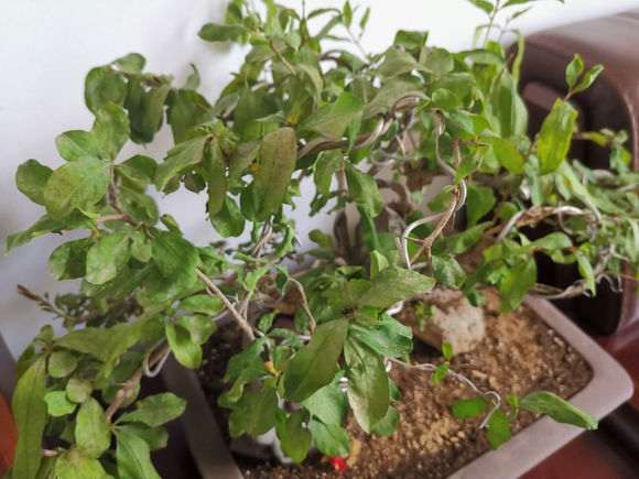 这个石榴下山桩 晒耷拉叶了 怎么办 图片