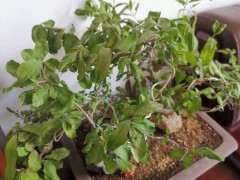 这个石榴下山桩 晒耷拉叶了 怎么办 图片