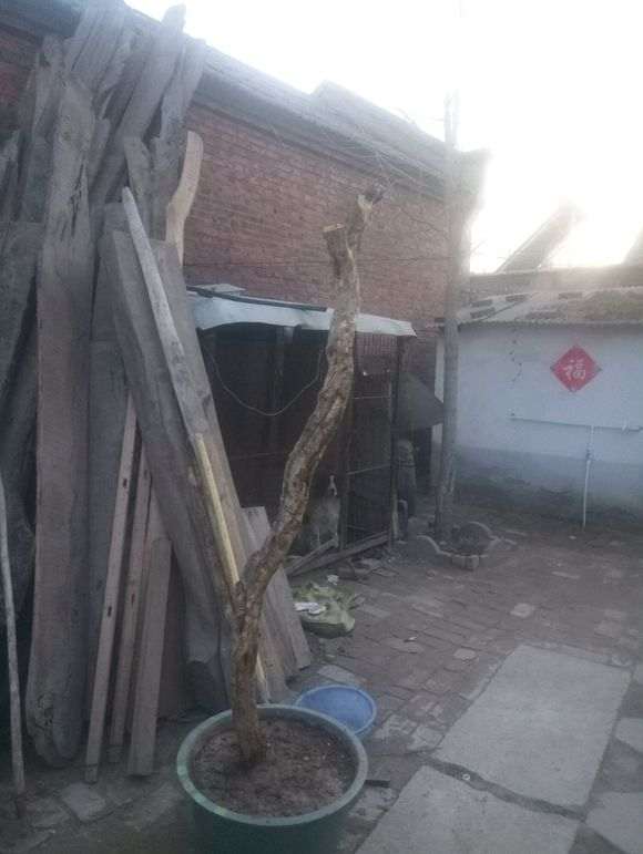 石榴下山桩的根伤了 能活吗 图片