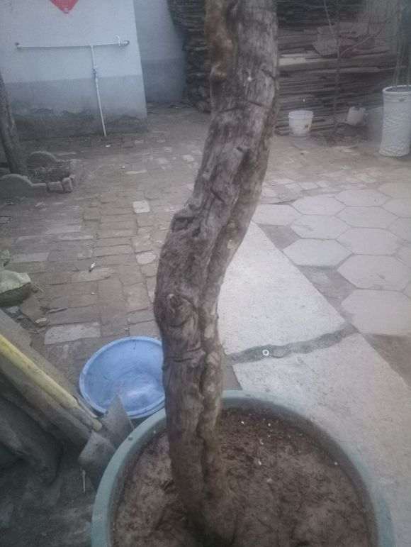 石榴下山桩的根伤了 能活吗 图片