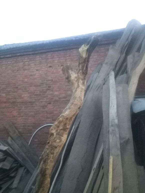 石榴下山桩的根伤了 能活吗 图片