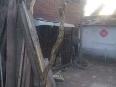 石榴下山桩的根伤了 能活吗 图片