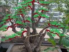 石榴下山桩的丛林造型哪个好看