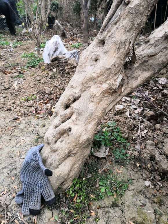 石榴下山桩树还有用吗 只开花 不接果 图片