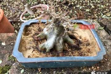 图解 矮霸三角枫下山桩在冬季怎么修剪