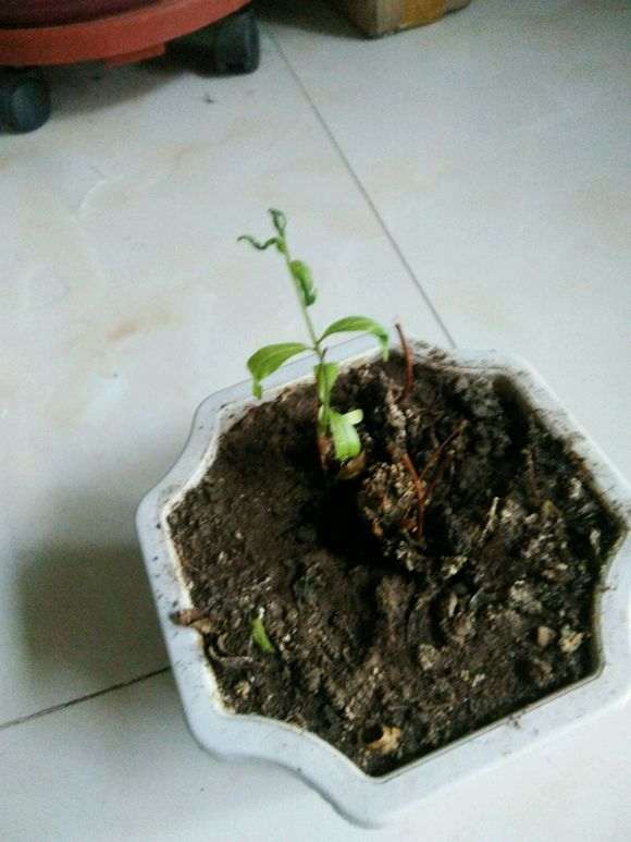 石榴下山桩苗叶子枯萎 怎么办 图片