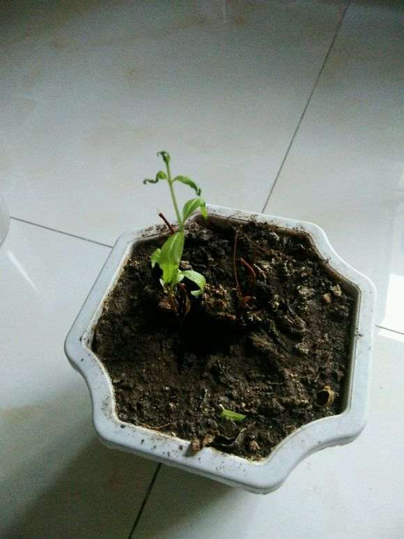 石榴下山桩苗叶子枯萎 怎么办 图片