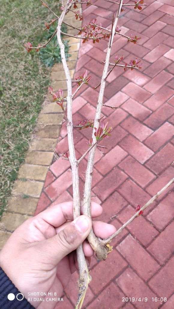 石榴下山桩怎么用沙土扦插的方法 图片