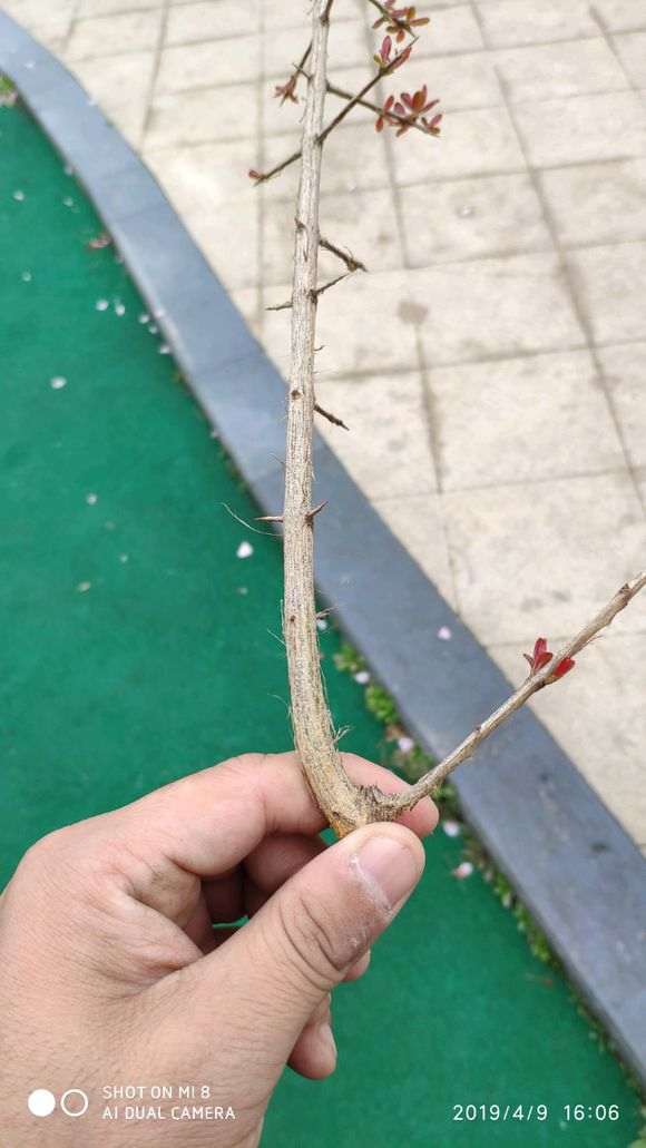 石榴下山桩怎么用沙土扦插的方法 图片