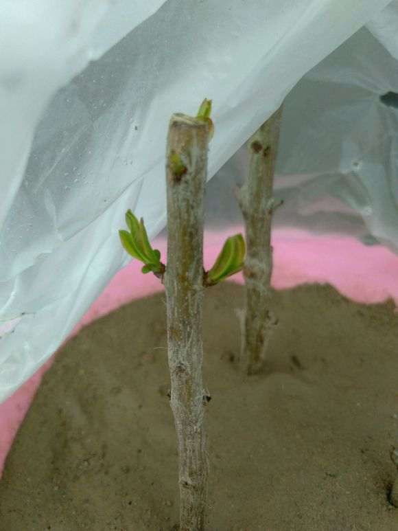 石榴下山桩怎么用沙土扦插的方法 图片