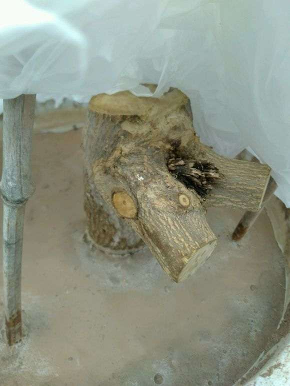 石榴下山桩怎么用沙土扦插的方法 图片