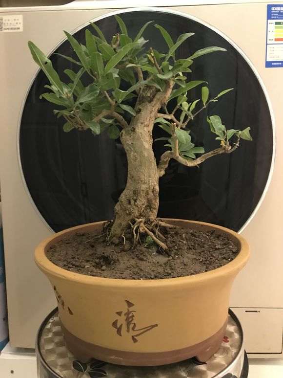 石榴下山桩发的新枝 留还是不留 图片