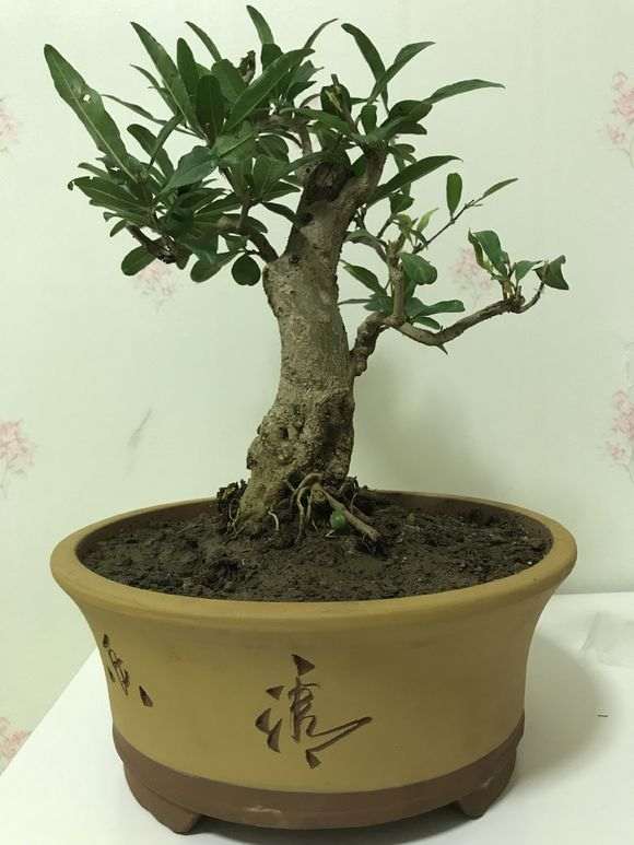 石榴下山桩发的新枝 留还是不留 图片