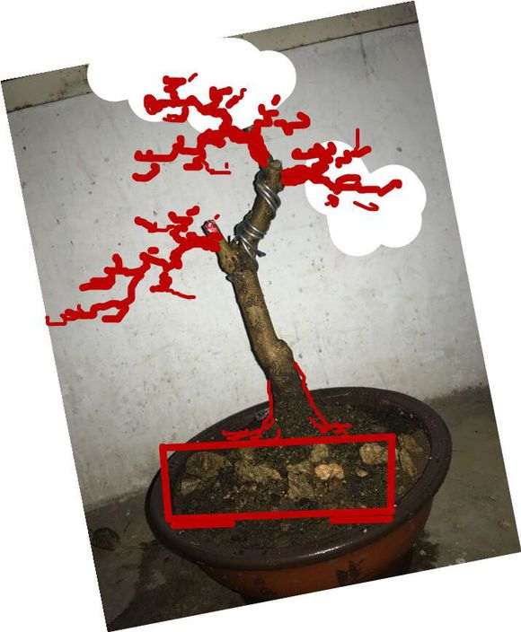石榴下山桩当年新枝不开花吗 图片