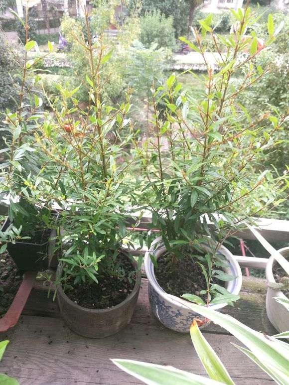 石榴下山桩的叶子 全部被虫吃了 怎么办