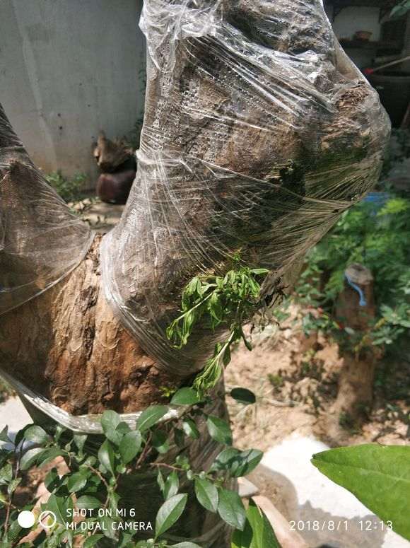 石榴下山桩发芽枯萎了 是怎么回事 图片