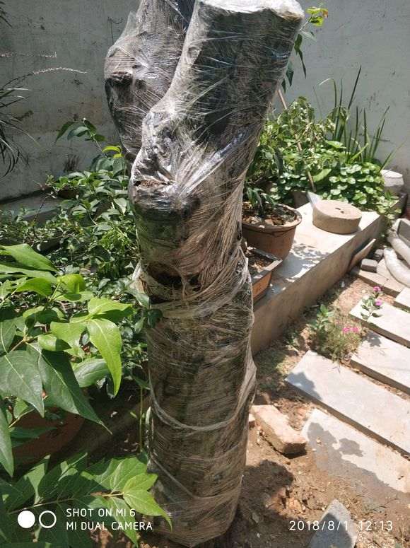 石榴下山桩发芽枯萎了 是怎么回事 图片