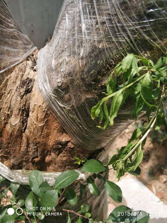 石榴下山桩发芽枯萎了 是怎么回事 图片