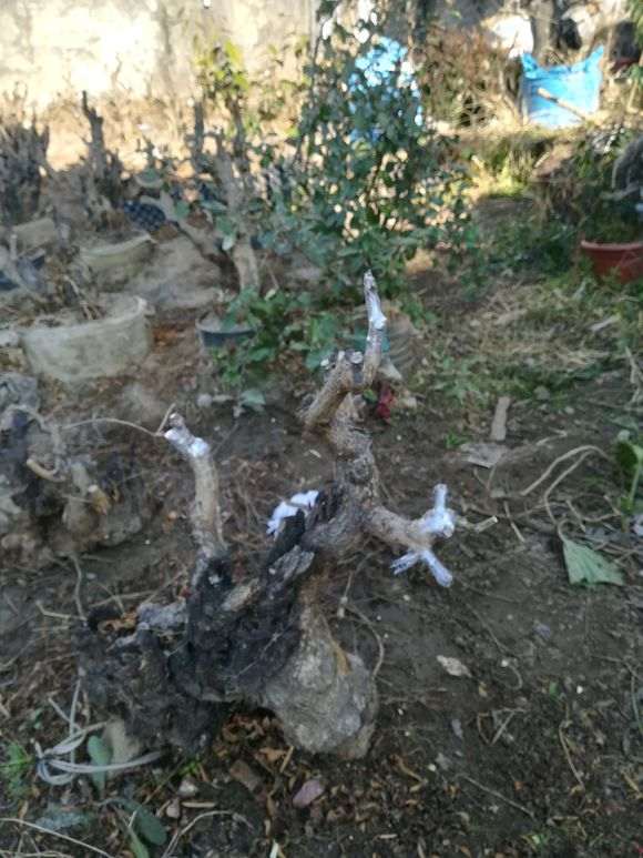 请教大师 嫁接石榴下山桩注意什么 图片