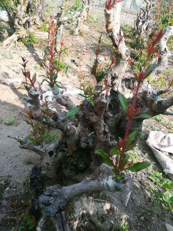 请教大师 嫁接石榴下山桩注意什么 图片