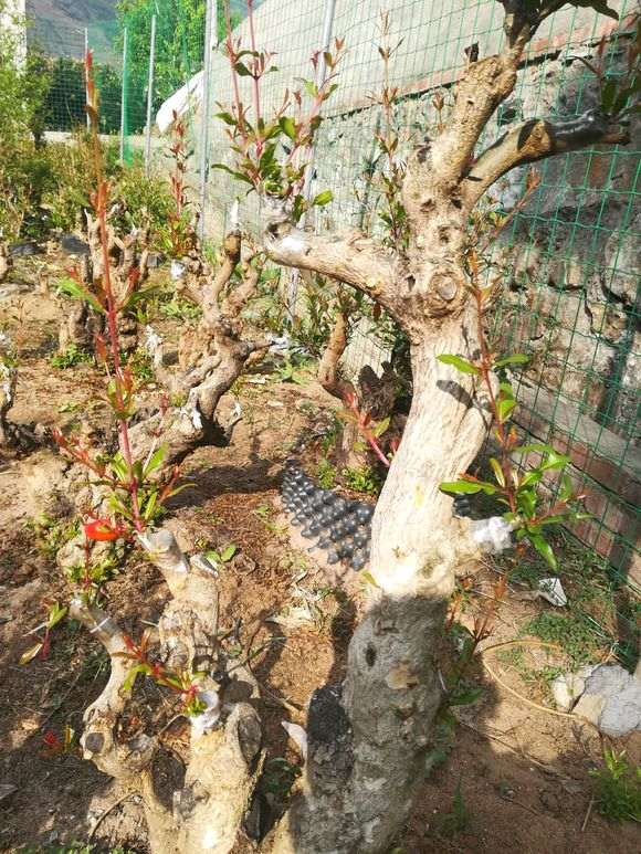 请教大师 嫁接石榴下山桩注意什么 图片